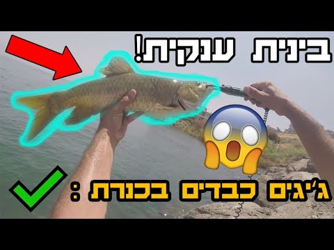 וִידֵאוֹ: לאן ניתן לדוג בפרברים