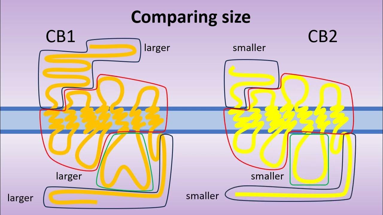 Cannabinoid receptors, structure and comparison (CB1 x CB2) - YouTube