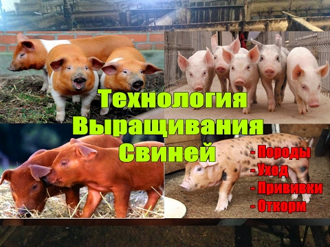 Вакцинация поросят в домашних условиях