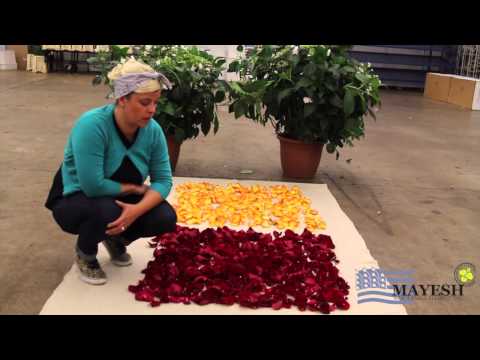 June 2014 Wholesale Flower Product Showcase: Calculating Rose Petals