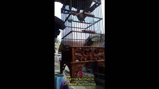 Wow Pleci Roll Tembak Variasi Zipper