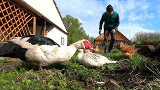 Разбираю старую дорожку из камней.  весной в деревне.