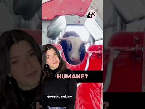 Is Humane Slaughter Really Possible