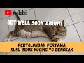 KETIKA PUTING ATAU SUSU INDUK KUCING BENGKAK, PERTOLONGAN PERTAMANYA APA SIH?