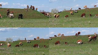 сегодня наше коровки пасутся с телятами телята решили сделать подсос чтобы от молока сети были