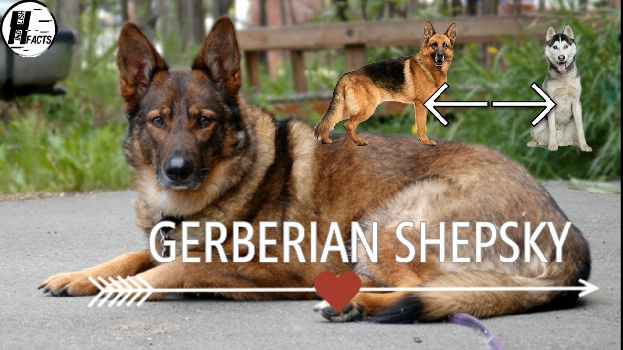 shepsky dog breed