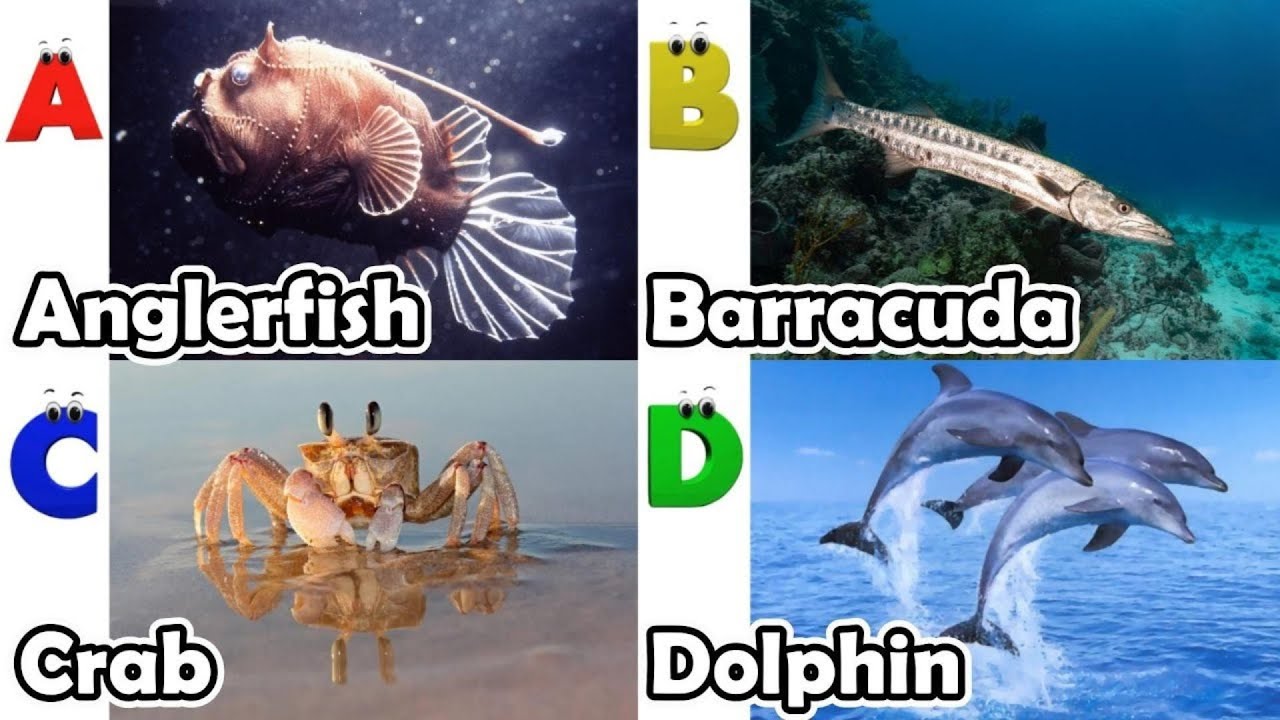 ABC Video for Toddlers | A to Z Alphabet with Sea Animals | Kids ...