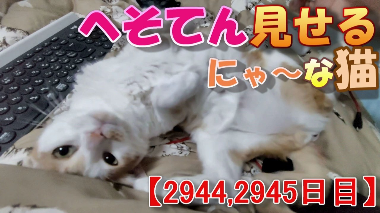 2944,2945目】へそてん見せるにゃ～な猫【かわいい・面白い】～The