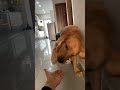 My dog every time when i have to go out 🐶|||#exploreshorts #goldenretreivers #youtubeshorts #dogs