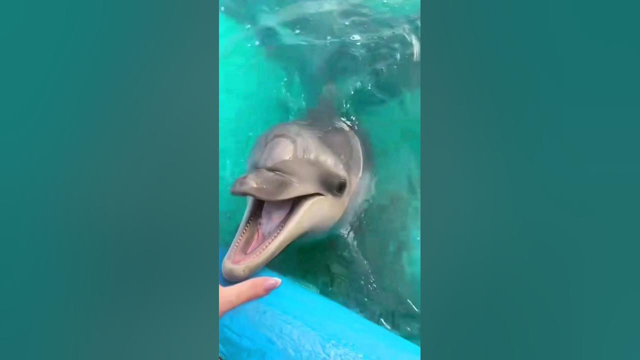 Dolphin sound Dolphin sound