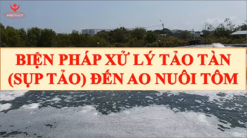 HanvetTV ✔️ Xử lý hiện tượng tảo tàn trong ao