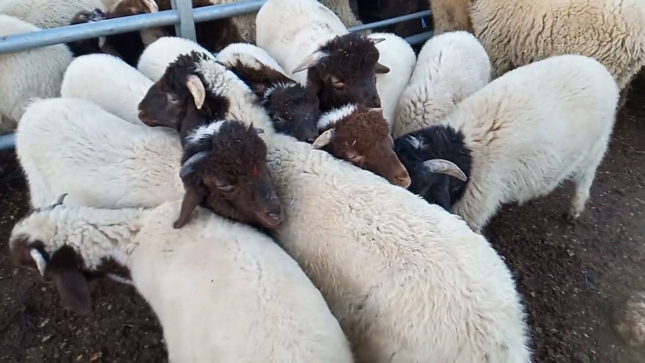 #مباشرة من سوق الثلاثاء ازرو بتاريخ 02/12/2025 #اكسبلور 