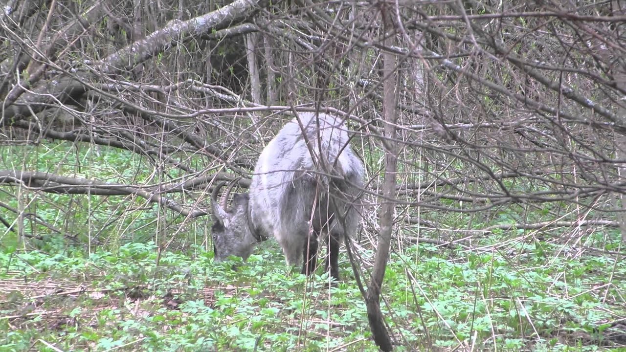 Vuohet metsässä (goats in the forest)