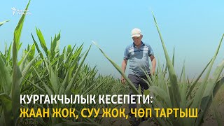 Кургакчылык кесепети: жаан жок, суу жок, чөп тартыш