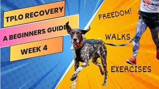 TPLO surgery recovery helping you help your dog at week  4