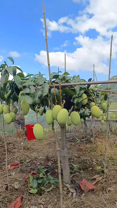 teknik supaya mangga pendek berbuah lebat