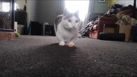 Video 2748331: munchkincat munchkins, cute little munchkin cat, cute munchkin cat playing, cat munchkincat fetch