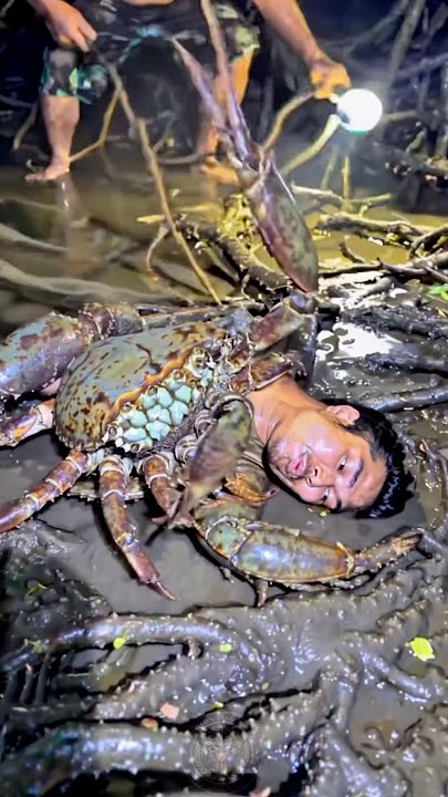 Kepiting berkepala manusia
