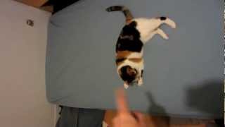 MVI 0831   Copy x264