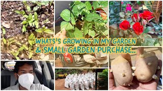 My Garden tour & Recent Garden Purchase - July 2020