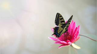 Download Lagu King of kings || Hillsong Worship || Lirik dan Terjemahan MP3