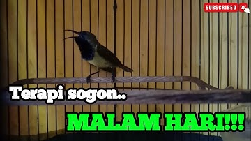 Terapi SOGON malam hari || cocok untuk sogon stres dan macet bunyi!!