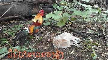 ต่อไก่ป่า Dib qaib qus tau ib tug txawv heev 23-Aug-2022