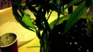 How to LST cannabis safely
