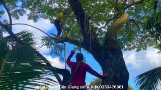 Download Lagu Team A Kiet climbed and sawed a huge, multi-branched mangrove tree right next to the river. MP3