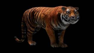 Tiger (Far Cry 4) Sounds