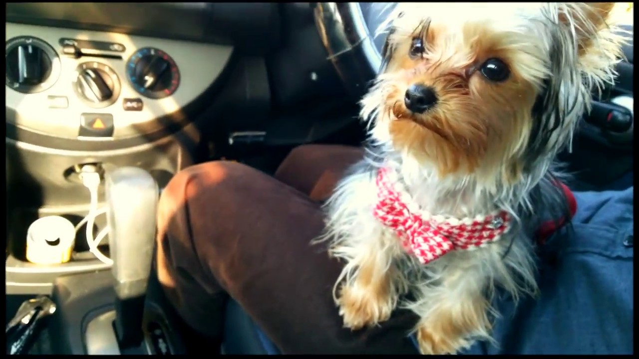 Funny dog videosドライブ先で散歩Little Yorkie puppy Lisa dog sound