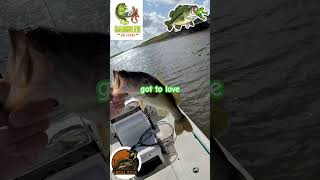 Tearing up some bass on a Gambler popping frog! #fishing #fish #bass #fishingvideo #florida #guide