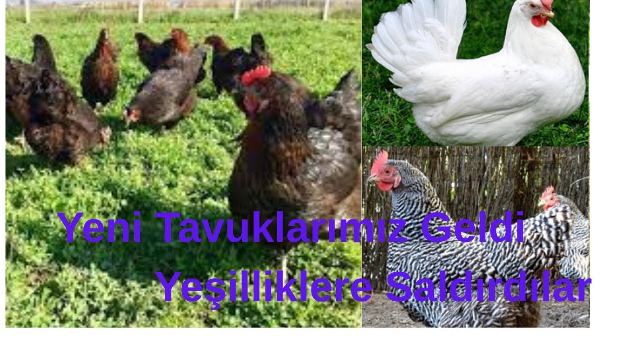 TAVUKLAR MUTLU YERİNDE DURAMIYORLAR