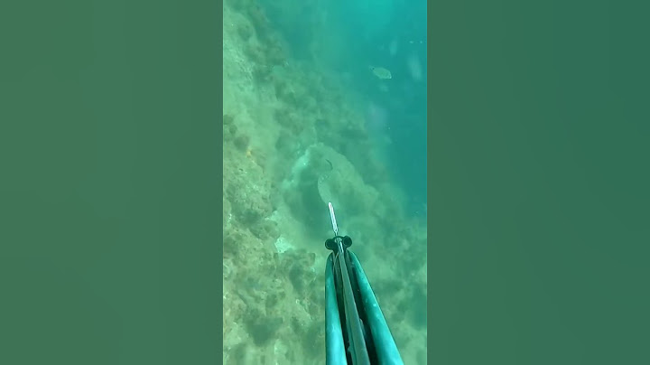 صيد سمك المرينا بالرمح #diving_trip #chassesous #bass_fishing #spearfish_south_dakota #stofishing