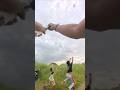 hujan layangan putus #layangan #kite