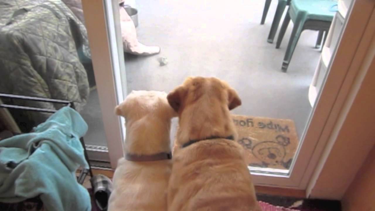 Dogs going crazy over bird hitting window YouTube
