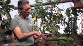 How To Grow Meyer Lemon Trees in Containers | IN BETH'S GARDEN - YouTube