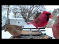 A Goldfinch, a Cardinal, and a House Finch