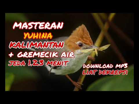 masteran yuhina jeda 1.2.3 menit.dan gremecik air.