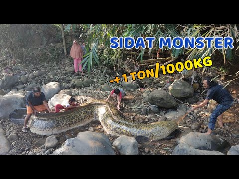 IKAN SIDAT RAKSASA SEBERAT 1 TON - TERTANGKAP OLEH WARGA