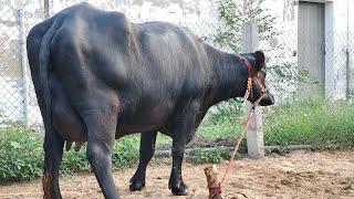 🏆(9050080038)👌20 किलों दूध कांटे वाली बाखडी 7 महीने pregnant चेक पास Super Murrha झोटी For Sale