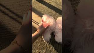 Stay Cozy With Trendy Fluffy Slippers