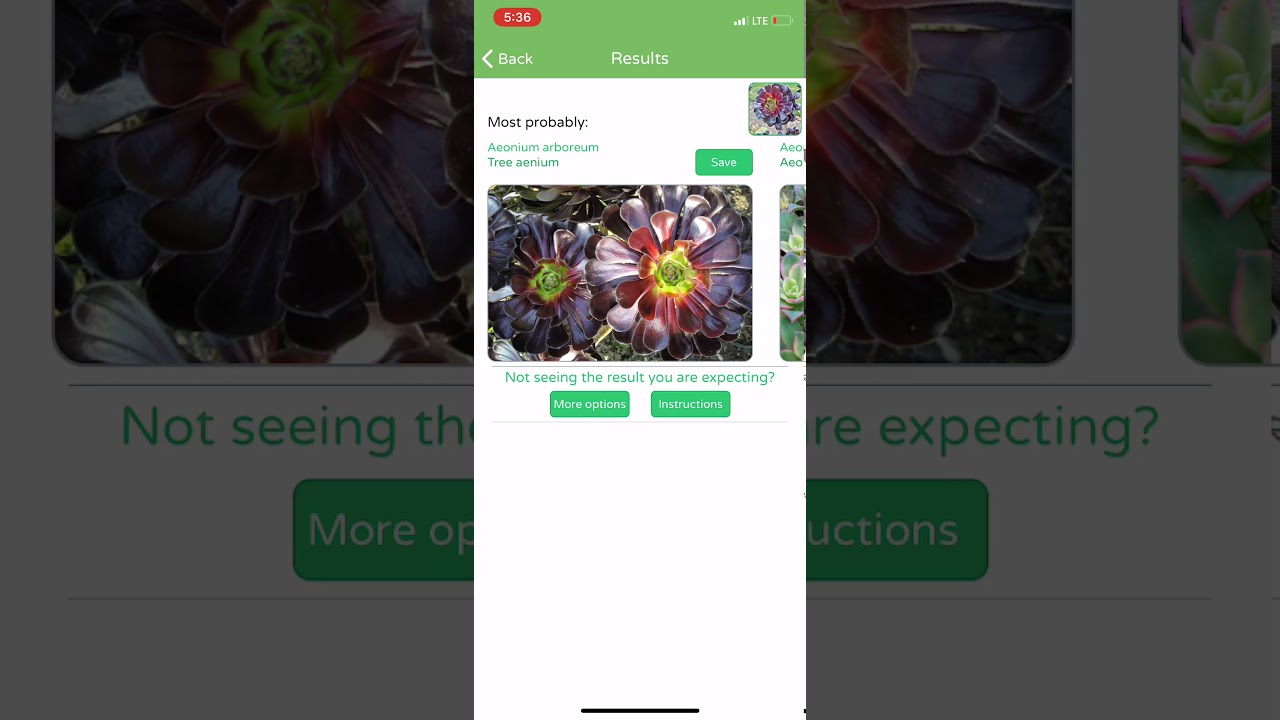 PlantSnap identifies a Tree houseleek (Aeonium arboreum)