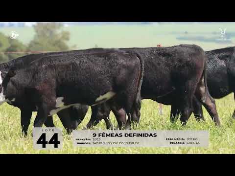 LOTE 44   9 Fêmeas Careta