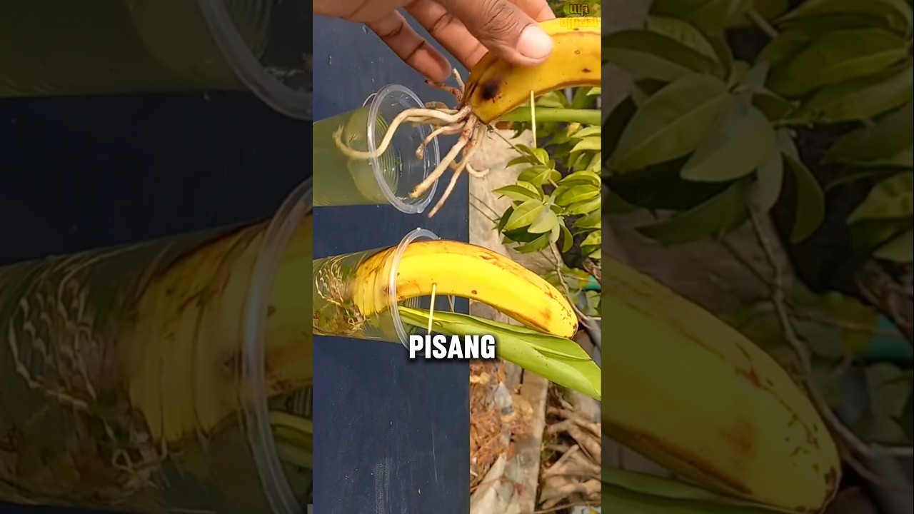Membuat Bibit Pisang dengan Buah Pisang? 