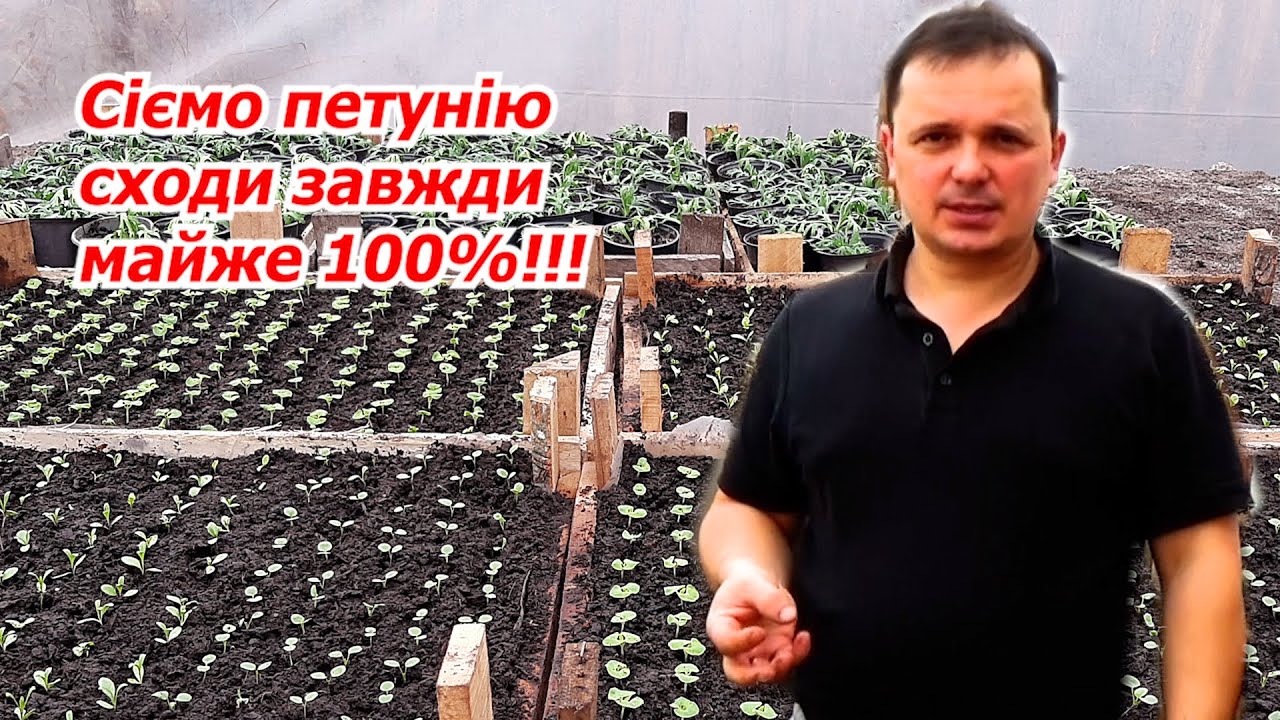 Посів петунії в касету- перевірений спосіб, поява сходів за ТРИ дні!