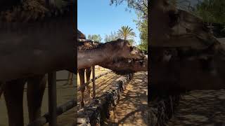 #Fuerteventura  #Camels #CanaryIslands  #Travel #Animals #Nature #Explore