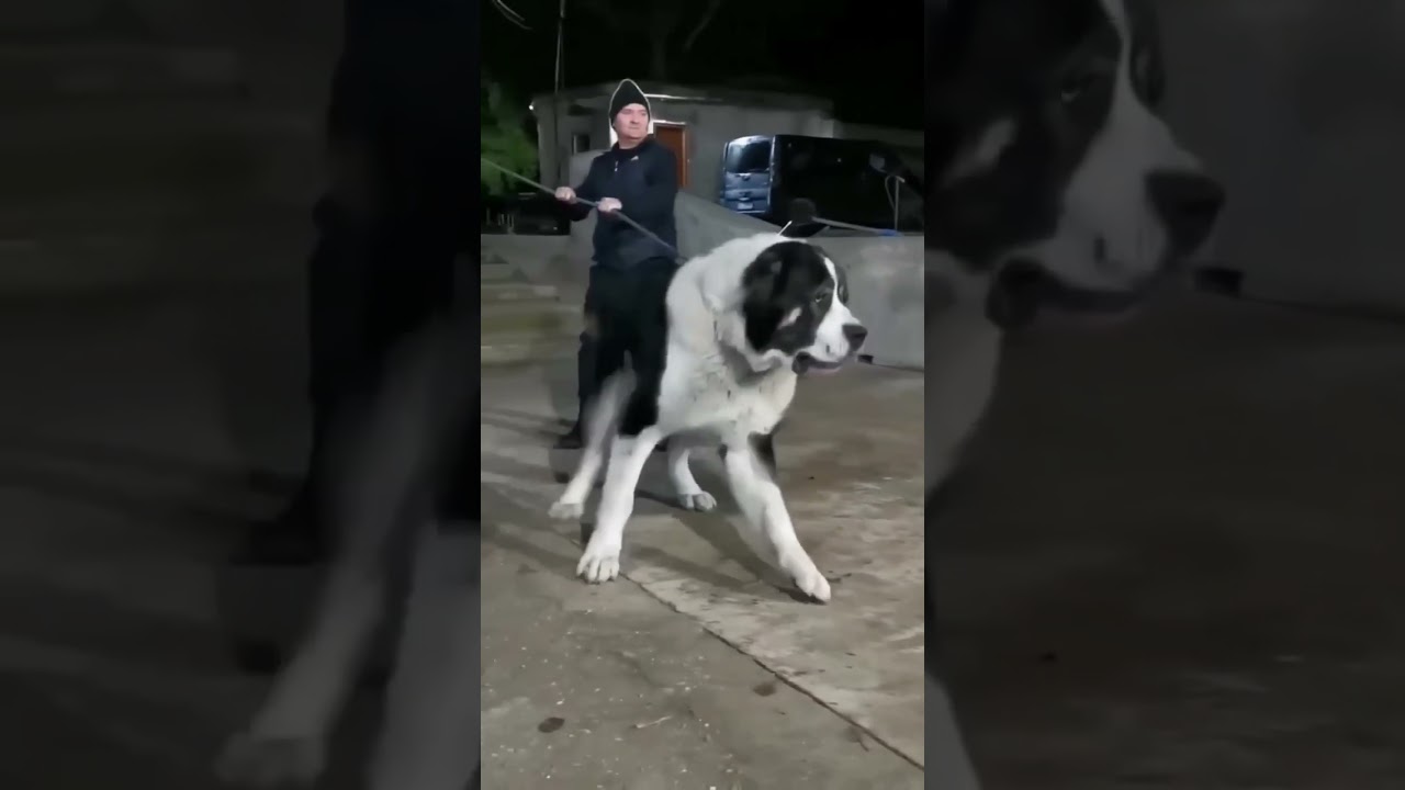 most dangerous dog breeds in the world 