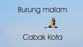 Mitos & Horor ~ Kicau Burung Malam Bikin Merinding ~ Burung Cabak / kota.