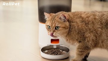 Roilpet Automatic Cat Feeder